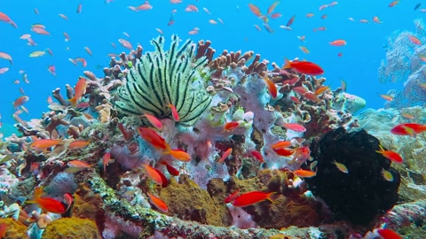 海底礁石旁的五颜六色的鱼群视频素材模板下载