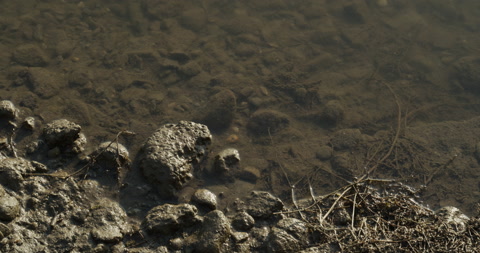 多瑙河河畔的岩石和植物4K视频