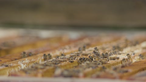 木蜂巢里的蜜蜂。视频素材模板下载