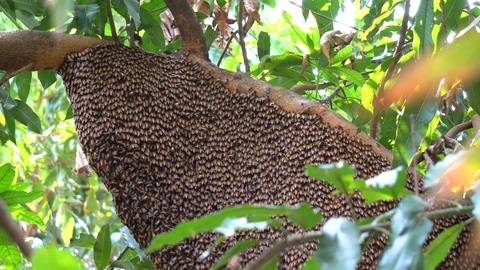 树上有一个巨大的蜂巢，许多蜜蜂在大自然中制造蜜糖视频素材模板下载