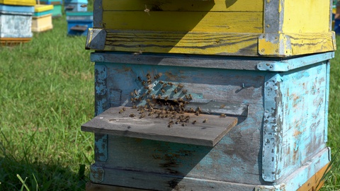 蜂房里的蜂巢，蜜蜂飞向着陆板。养蜂业，阿尔泰视频素材模板下载