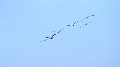 普通鹤或欧亚鹤（Grus Grus）鸟类在空中飞行