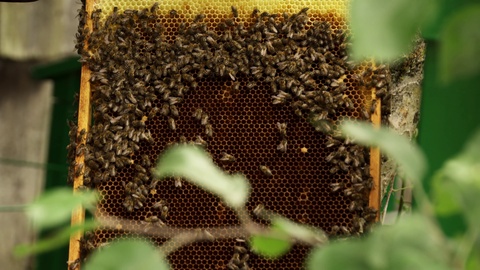传统蜂巢养蜜蜂的特写视频素材模板下载