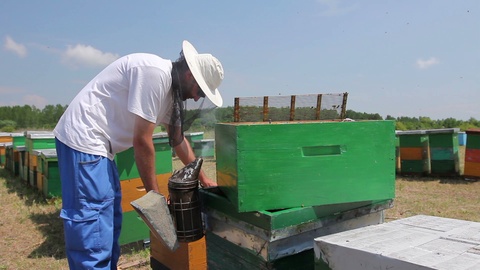 养蜂人，蜜蜂饲养员赤手拿着有蜜蜂的蜂巢视频素材模板下载