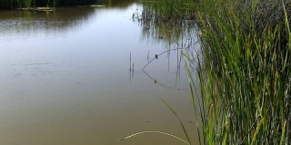 池塘水和绿色芦苇的涟漪