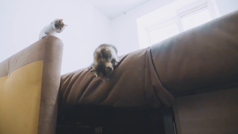 小猫从沙发上跳下来慢动作视频。小猫玩概念视频素材模板下载