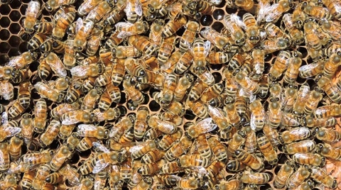 欧洲、意大利、西西里岛的蜜蜂近景视频素材模板下载