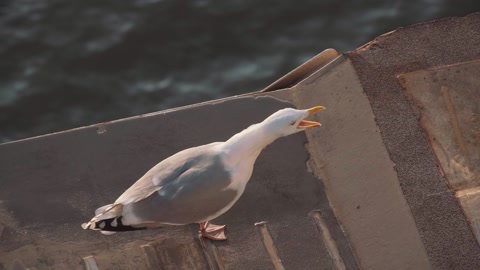码头上的海鸥张开嘴发出高亢的叫声，视频素材模板下载