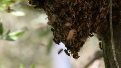 蜜蜂在迁徙时展示出的集体群居行为视频素材模板下载