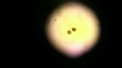 显微镜下的牛胚胎