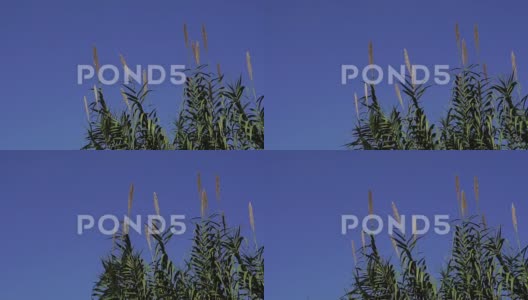 芦苇草深蓝的天空高清在线视频素材下载