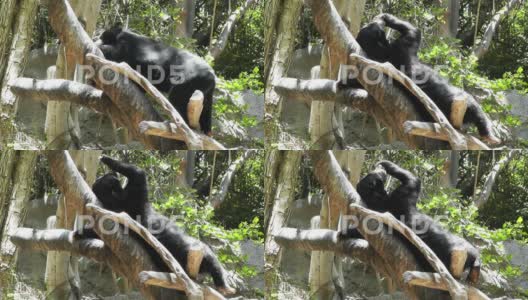 圣地亚哥动物园44树懒熊高清在线视频素材下载