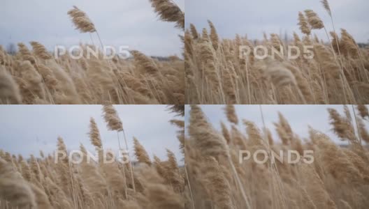 常见的芦苇草圆锥花序在风中摇曳。高清在线视频素材下载