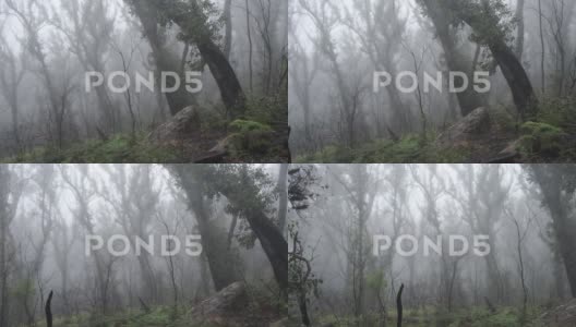 薄雾丛林，静止和轻微的潘，鸟叫，4K高清在线视频素材下载