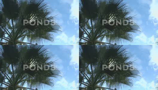 棕榈树高清在线视频素材下载