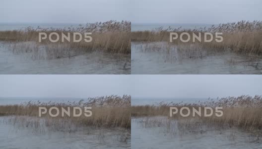 阴天湖面上干枯的黄色芦苇随风摆动高清在线视频素材下载