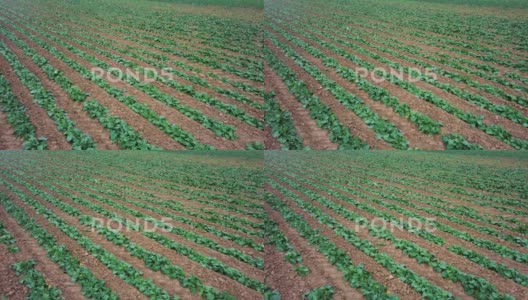 种植油菜幼苗油菜种植农学空中视图高清在线视频素材下载