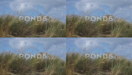 英国海滩上迎风吹来的芦苇和草，慢动作-20高清在线视频素材下载