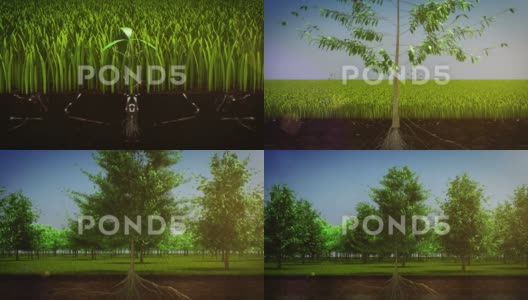 小树苗长大过程3D动画高清在线视频素材下载