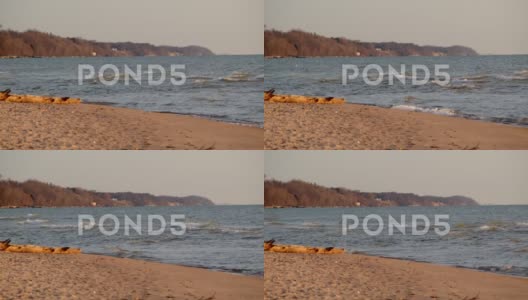 下午晚些时候，海浪从侧面卷到海滩上。高清在线视频素材下载