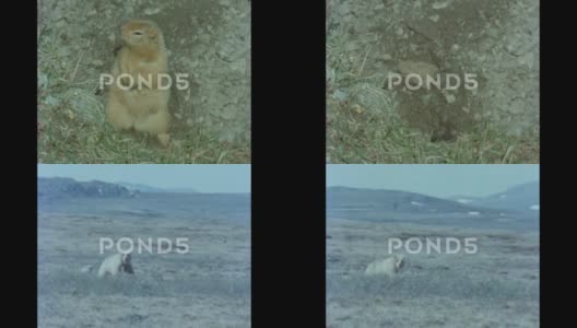 1970年代：北极地松鼠在泥土中挖洞。地松鼠爬进高清在线视频素材下载