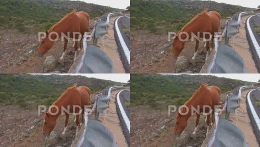高大的棕色马匹站在路边，近景手持视角高清在线视频素材下载
