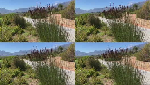 Fynbos芦苇和植物风吹在葡萄酒农场高清在线视频素材下载