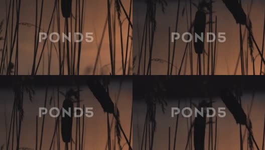 芦苇和阳光反射在水面上的自然背景，英国4K高清在线视频素材下载