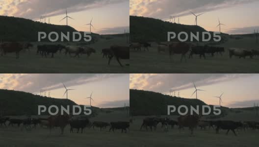 奶牛停下来看着相机。背景是风力涡轮机围绕着高清在线视频素材下载