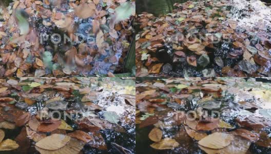 秋天的树叶在河面上，形状像一颗心高清在线视频素材下载