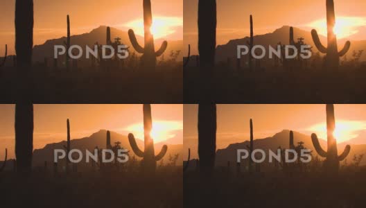 仙人掌沙漠上的日落高清在线视频素材下载