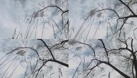 多云的天空。相机对着天空。干芦苇和树枝。高清在线视频素材下载