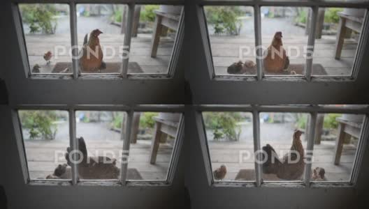 母鸡和她的小鸡站在乡村门外的门垫上高清在线视频素材下载