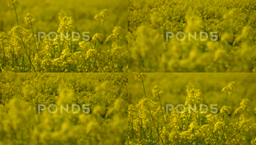 德国春季油菜种植面积高清在线视频素材下载