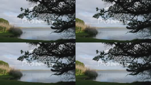 广阔泻湖的景色，前景是树木和芦苇。高清在线视频素材下载