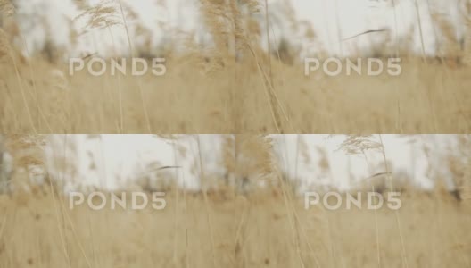 高大芦苇草领域的4K慢动作视频高清在线视频素材下载