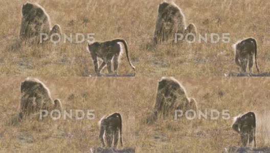 非洲炙热的阳光下，非洲狒狒四处觅食高清在线视频素材下载