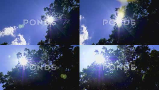 阳光直射橡树-慢潘右高清在线视频素材下载