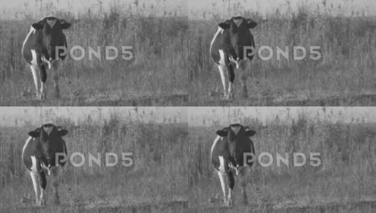 一头牛在黑白色的秋天湖泊芦苇背景下吃草高清在线视频素材下载