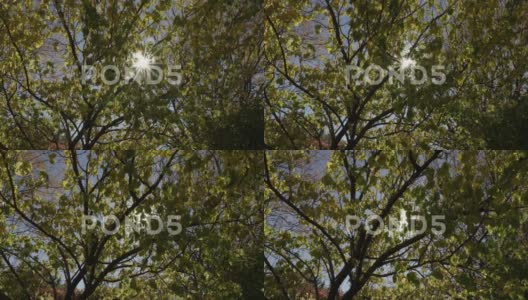 阳光直射秋天树木多莉在4K高清在线视频素材下载