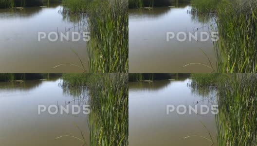 池塘水和绿色芦苇的涟漪高清在线视频素材下载