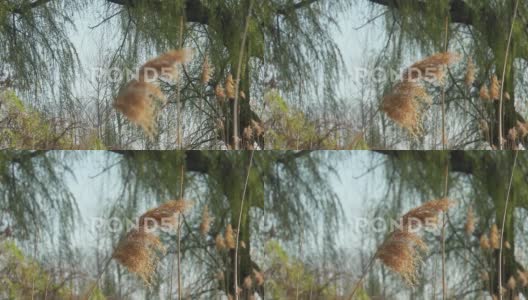 春天湖泊柳树的背景上的芦苇近景高清在线视频素材下载