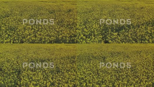 一张空中俯视的油菜花田景象图生态燃料高清在线视频素材下载