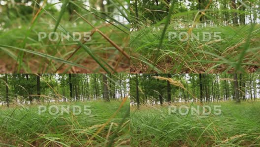 绿橡树林，芦苇草，Calamagrostis高清在线视频素材下载