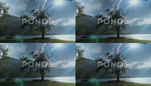 湖边的树直射太阳高清在线视频素材下载