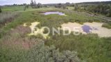 沼泽附近甘蔗芦苇田和火车轨道的无人机视图高清在线视频素材下载