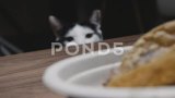 4k猫站在墨西哥卷饼旁边的慢动作镜头高清在线视频素材下载