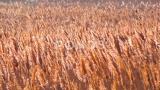 干芦苇在风中摇摆（芦苇），乌克兰湿地，Tiligu高清在线视频素材下载