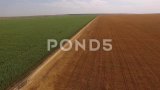 空中拍摄金色和绿色的田野种子小麦、玉米和黑麦，无人机移动高清在线视频素材下载