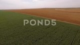 空中拍摄金色和绿色的田野种子小麦、玉米和黑麦，无人机移动高清在线视频素材下载